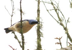 Pipraeidea melanonota