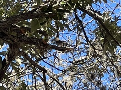 Thryomanes bewickii