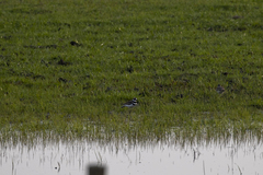 Charadrius vociferus