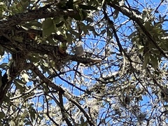 Thryomanes bewickii