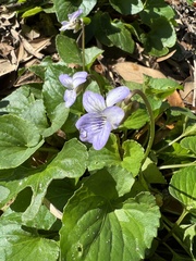 Viola missouriensis