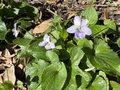 Viola missouriensis
