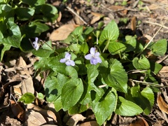 Viola missouriensis