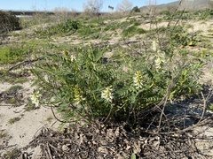 Astragalus pomonensis