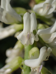 Astragalus pomonensis