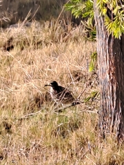 Burhinus capensis capensis