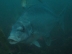 Latridopsis ciliaris