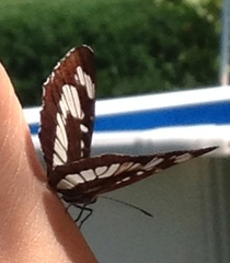 Neptis rivularis