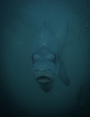 Latridopsis ciliaris