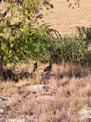 Burhinus capensis capensis