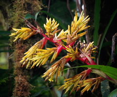 Guzmania xanthobractea