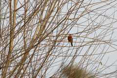 Haemorhous mexicanus