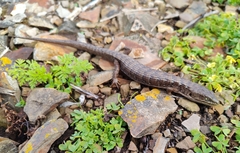 Elgaria multicarinata multicarinata