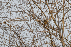 Haemorhous mexicanus