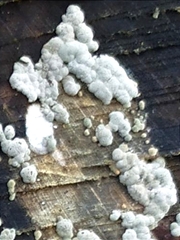 Trichoderma pulvinatum