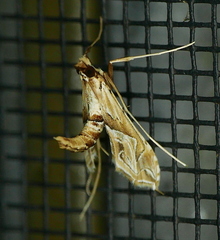 Lineodes fontella