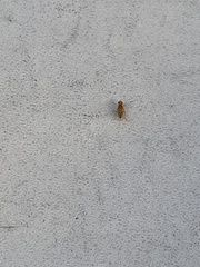 Chyromyidae