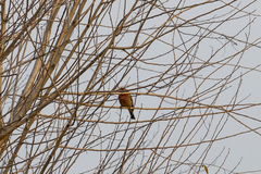 Haemorhous mexicanus