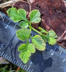 Sceptridium oneidense