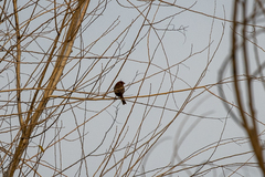 Haemorhous mexicanus