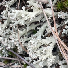 Cladonia caroliniana