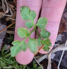 Sceptridium oneidense