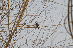 Haemorhous mexicanus