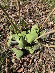 Allowissadula holosericea