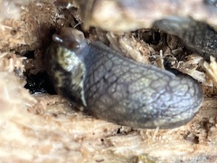Prophysaon andersonii