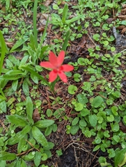 Freesia laxa
