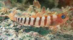 Notoclinops segmentatus
