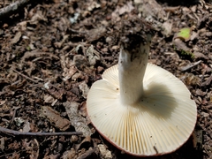 Russula placita