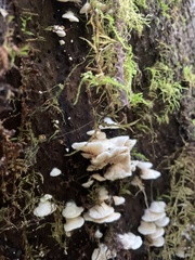 Scytinotus longinquus