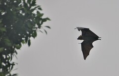 Pteropus seychellensis comorensis