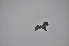 Pteropus seychellensis comorensis