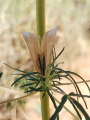 Sesamum triphyllum