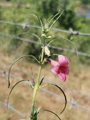Sesamum triphyllum