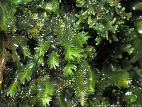 Fissidens polypodioides observed 2023-02-07