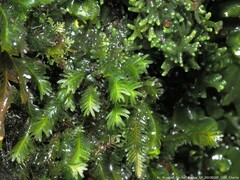 Fissidens polypodioides