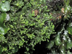 Jubula pennsylvanica