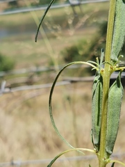 Sesamum triphyllum