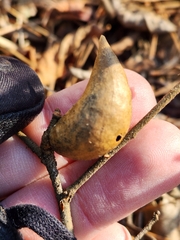 Amphibolips quercusilicifoliae