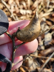 Amphibolips quercusilicifoliae