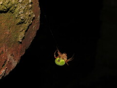 Araneus lathyrinus