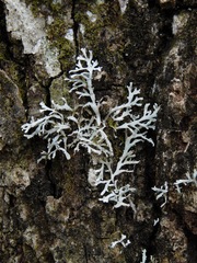 Heterodermia appalachensis