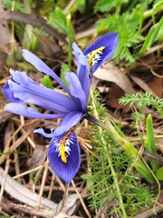 Iris reticulata