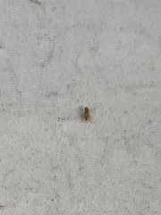 Chyromyidae