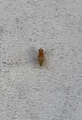 Chyromyidae