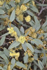 Eucalyptus socialis eucentrica