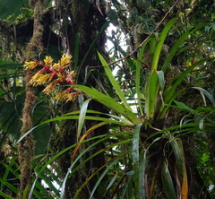 Guzmania xanthobractea